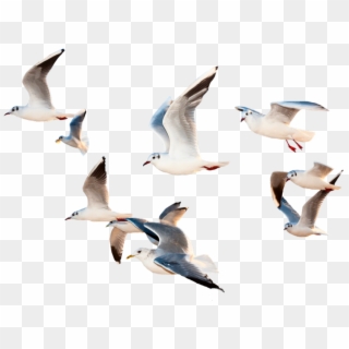Bird Sticker - Birds Flying Images Hd Clipart