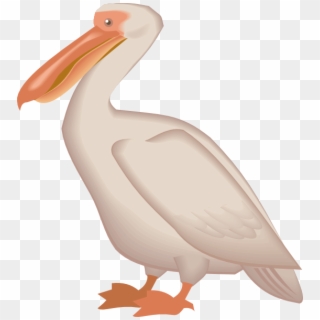Pelican Png - Aves Del Mar Png Clipart