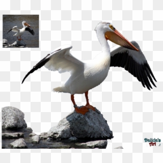 Pelican Png - White Pelican Clipart