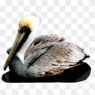 Female California Brown Pelican Clipart