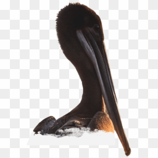 Brown Pelican Clipart