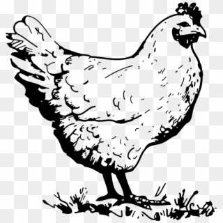 Chicken Hen Poultry Bird Farm Animal - Clip Art Chicken Black And White - Png Download
