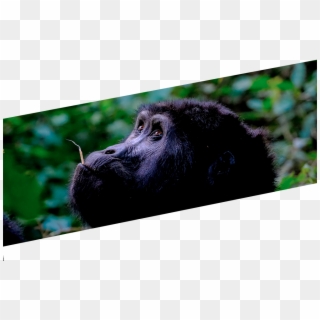 Gorilla Clipart