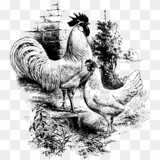 Medium Image - Hen And Rooster Chicken Drawing Clipart