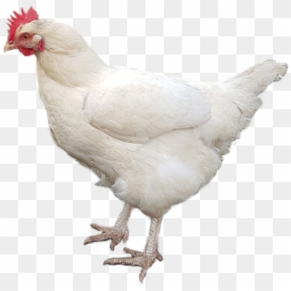 And No Design At All - Chicken Clipart