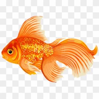 Free Png Download Gold Fish Clipart Png Photo Png Images - Gold Fishclipart Transparent Png