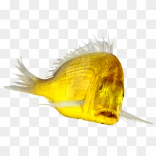 Gold Fish Png - Cardinal Fish Cardinal Peixe Clipart