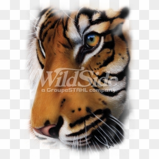 Tiger - Graphic Oversize - Transparent Tiger Face Png Clipart