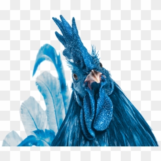 Blue Hen - Turkey Clipart