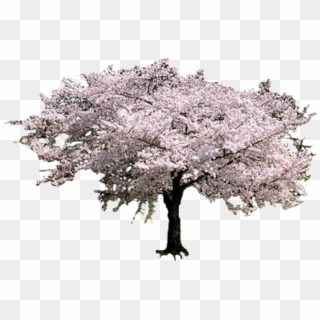 Photo Sakuratreetransparent - Sakura Tree Clipart