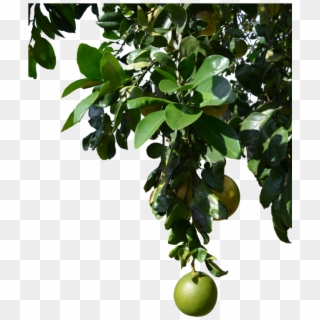 Fruit Tree Png - Tree With Fruits Png Clipart