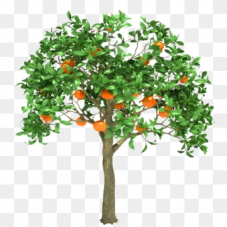 Go To Image - Orange Tree 3d Model Free Download Clipart