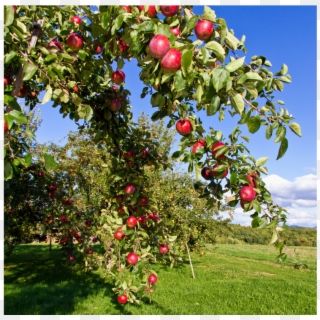 Pfanner Getraenke Apfel Bodensee Streuobstwiese Apfelbaum - Fruit Tree Clipart