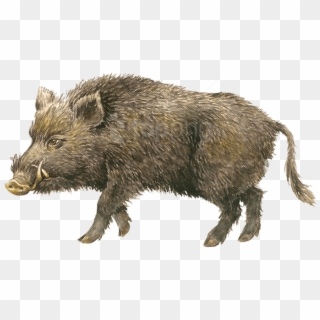 Boar Transparent Png Images Free Download - Детей Кабан Clipart