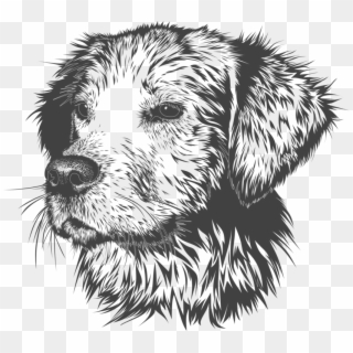 Golden Retriever Labrador Retriever Puppy Drawing - Animal Head Vector Black And White Clipart