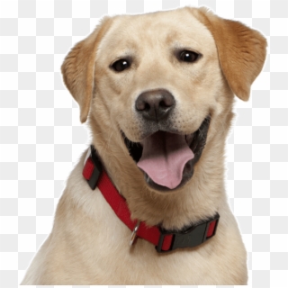 Labrador Puppies Dogs - Labrador Dog Clipart