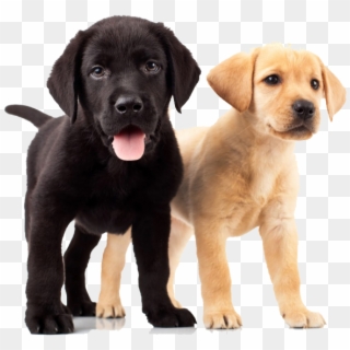 Golden Retriever Puppies - Yellow And Black Lab Puppies Clipart