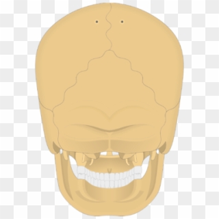 Posterior View Of The Skull - Skull Clipart