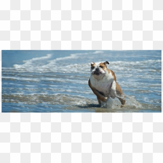 Huntington Dog Beach - North American River Otter Clipart