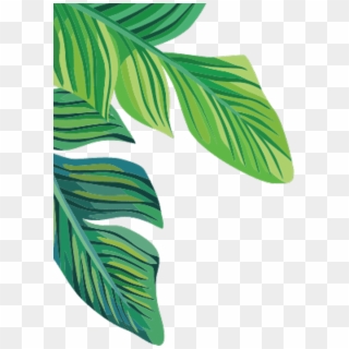 Tropical Plants Banana Leaves Freetoedit - Banana Leaf Transparent Background Clipart
