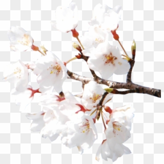 Cherry Blossoms - White Cherry Blossom Flower Aesthetic Clipart