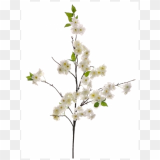 50" Cherry Blossom Spray White - Cherry Blossom Clipart