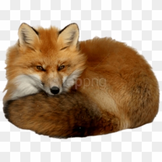 Free Png Download Fox Png Images Background Png Images - Red Fox With A Transparent Background Clipart