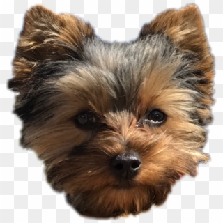Pepper Dog Cute Puppy Yorkie Perro Freetoedit Png Download - Yorkshire Terrier Clipart