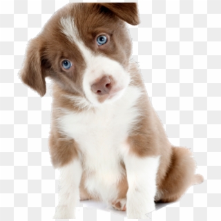 Collie Clipart Cute Puppy - Cute Dog Images Png Transparent Png