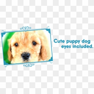 Slide Cute Eyes - Companion Dog Clipart