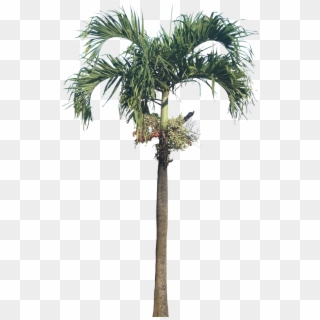 Dwarf Royal Palm Palm, Dwarf Royal Palm - Betel Nut Tree Png Clipart