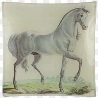 Stallion Clipart