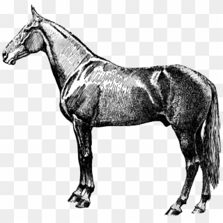 Download Vintage Horse Silhouette Transparent Png - Horse Vintage Clipart