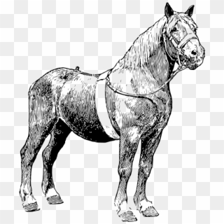 Horse - Mane Clipart
