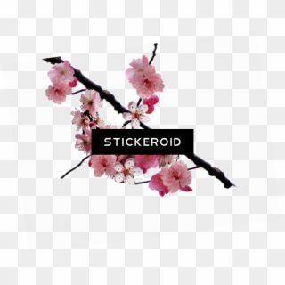 Cherry Blossom Flower - Editing We Heart It Overlay Png Clipart
