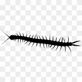 Millipedes Centipedes House Insect Centipede Graphics - Millipedes Clipart