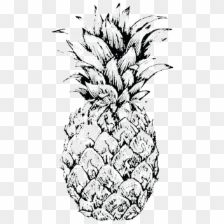 Pineapple Sketch At Paintingvalley Explore Collection - Pineapple Sketch Clipart