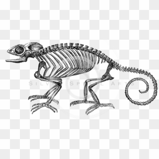 Chameleon Skeleton Clipart