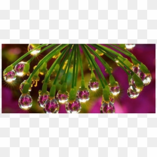 Flower Water Drop Reflection Clipart