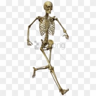 Free Png Download Running Skeleton Png Images Background - Human Skeleton Png Clipart