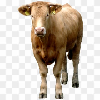 Cow Png In High Resolution - Brown Cow Png Clipart