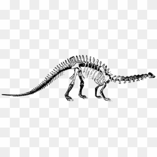 Dinosaur Bones Png - Brontosaurus Fossil Png Clipart