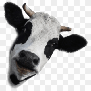 Dairy Cow White Background Clipart