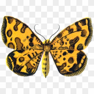 Png - Speckled Wood (butterfly Clipart