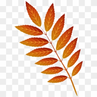 Orange Autumn Leaf Png Clip Art Image - Smooth Sumac Transparent Png