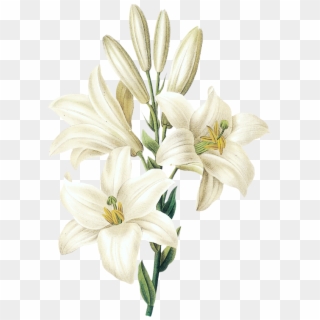 Easter Lily - Lily Illustration Clipart