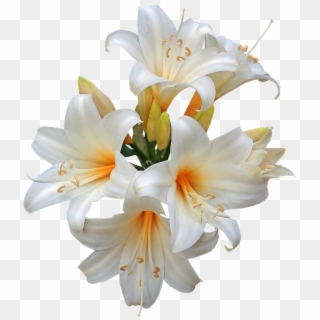 Belladonna Lilies Easter Lilies White Flower - Tiger Lily Clipart