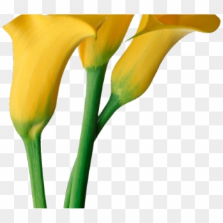 Easter Flower Clipart Calla Lily - Calla Lily Flowers Yellow - Png Download