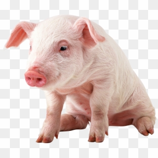 Free Png Download Sitting Baby Pig Png Images Background - Pig Png Clipart