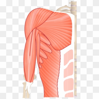 Upper Arm Muscle Unlabeled Clipart